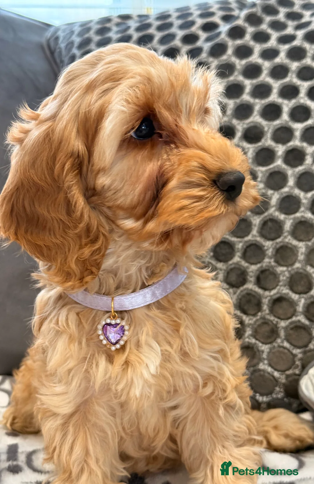 Cockapoo dogs for sale: F1 cockapoo puppies in Hamilton - Advert 7