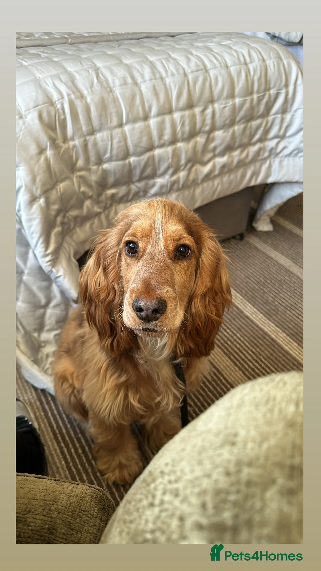 Cocker Spaniel dogs for stud: Fantastic Health tested Cocker Spainel  in Penrith - Advert 7