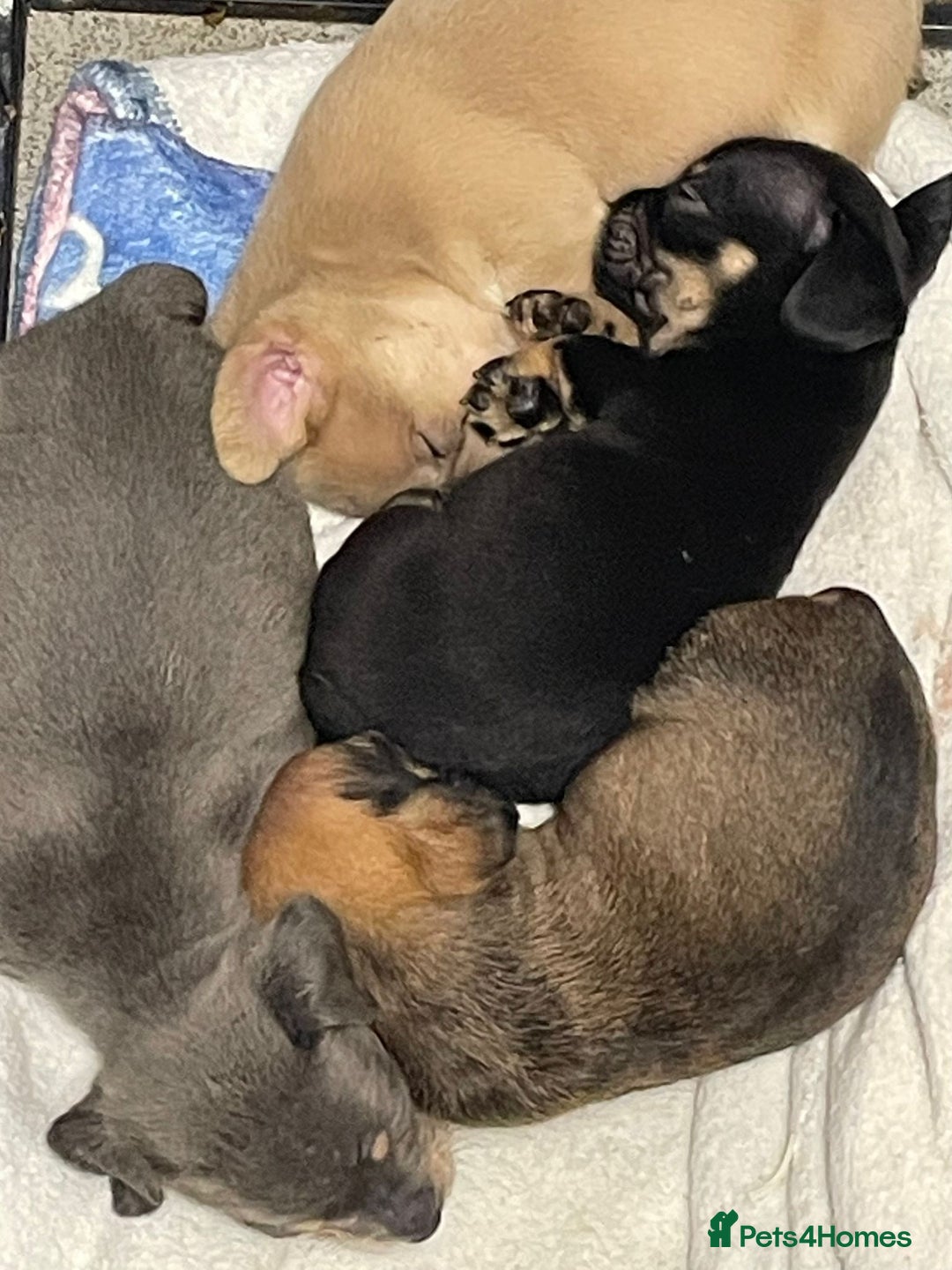 Mixed Breed dogs for sale: French dash pups  - Advert 9