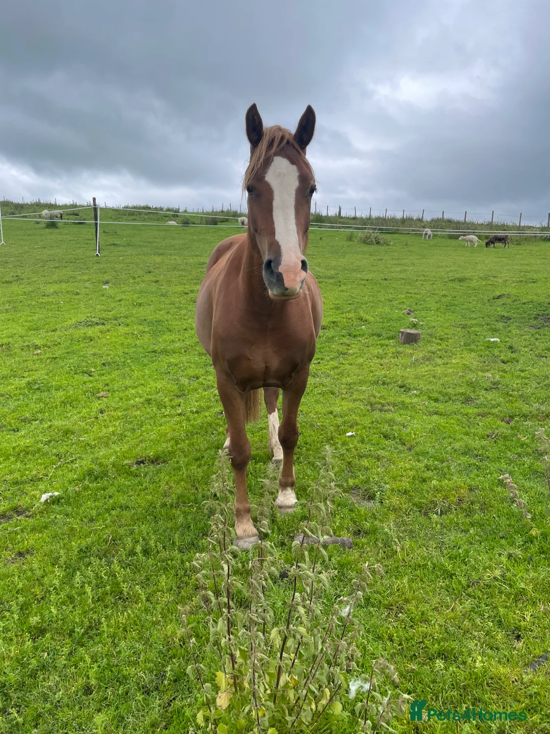 Welsh Section D horses for sale: Unbroken registered Welsh section D mare  in Macclesfield - Advert 2