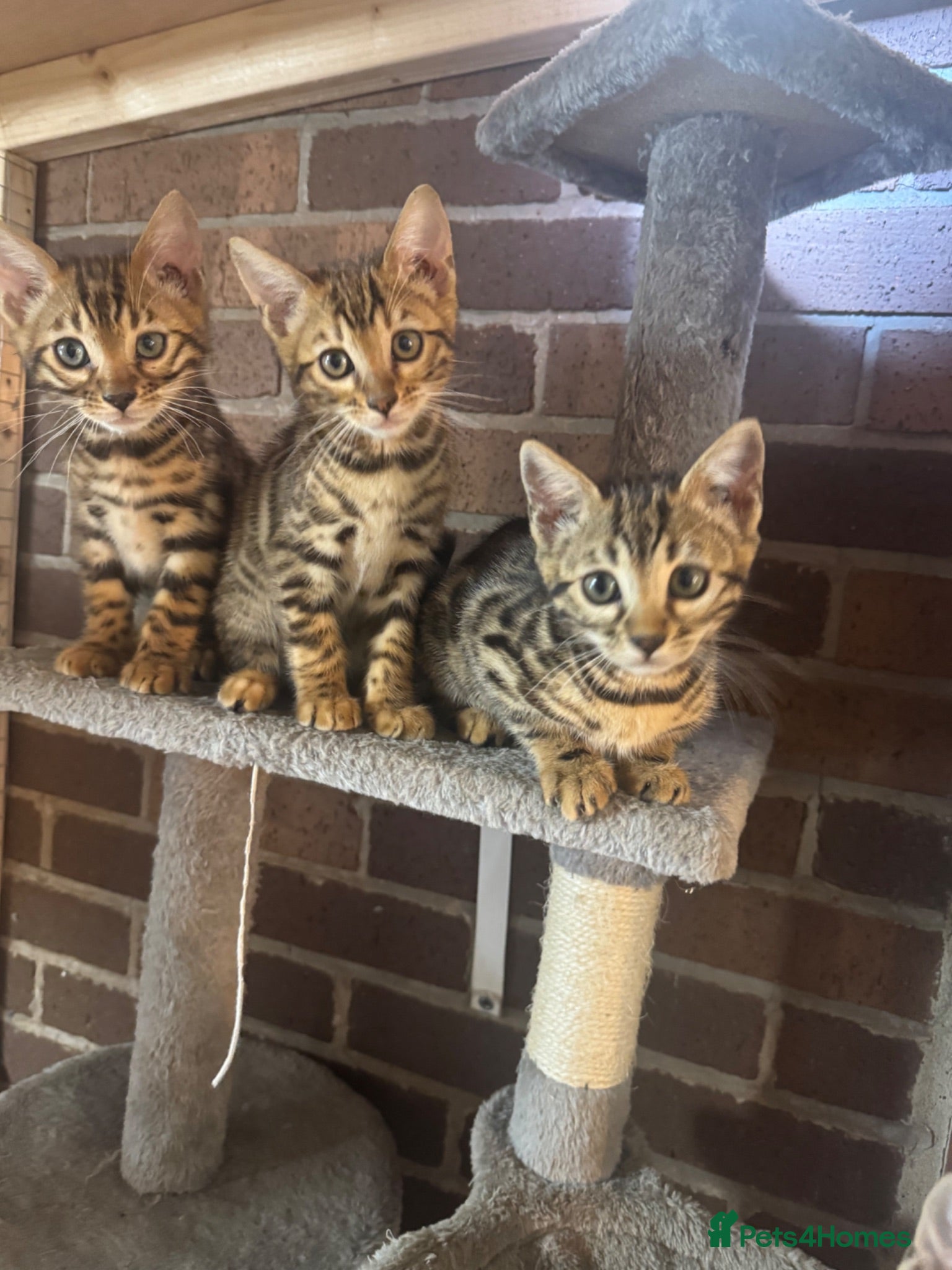 Bengal cats STUNNING Tica Registered Pedigree Bengal kittens - Advert 1