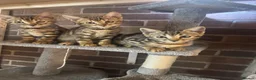 Bengal cats for sale: Tica Registered Pedigree Bengal kittens in Leeds - Advert 30