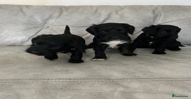 Cockapoo dogs Beautiful cockapoos  - Advert 12