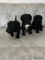 Cockapoo dogs Beautiful cockapoos - Advert 10