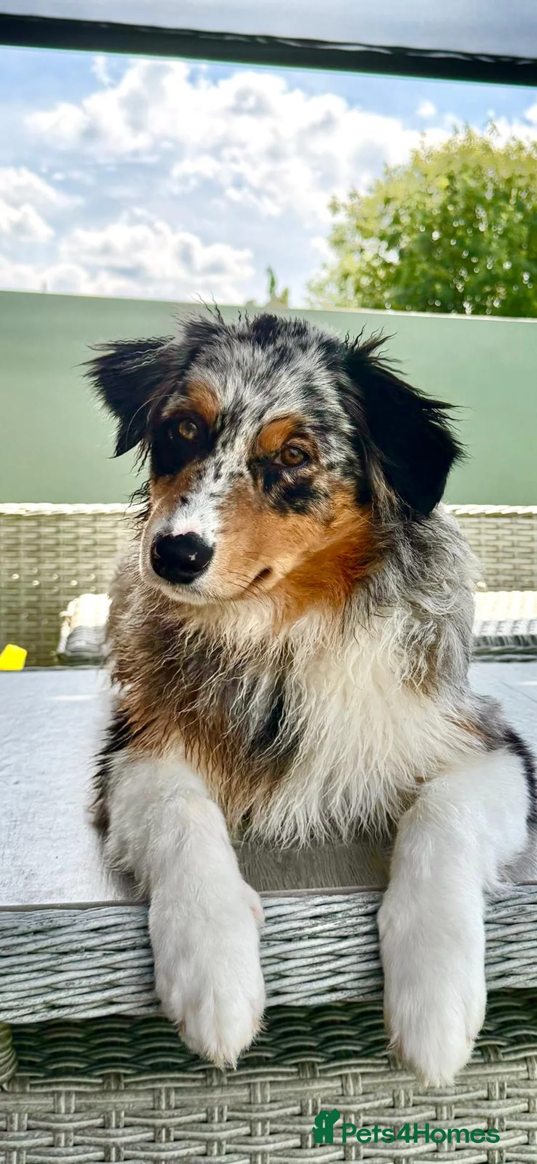 Australian Shepherd dogs for sale: Australian shepherd looking for a new home  - Advert 1