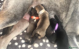 Mixed Breed dogs for sale: Husky/staffi/labrador  - Image 24