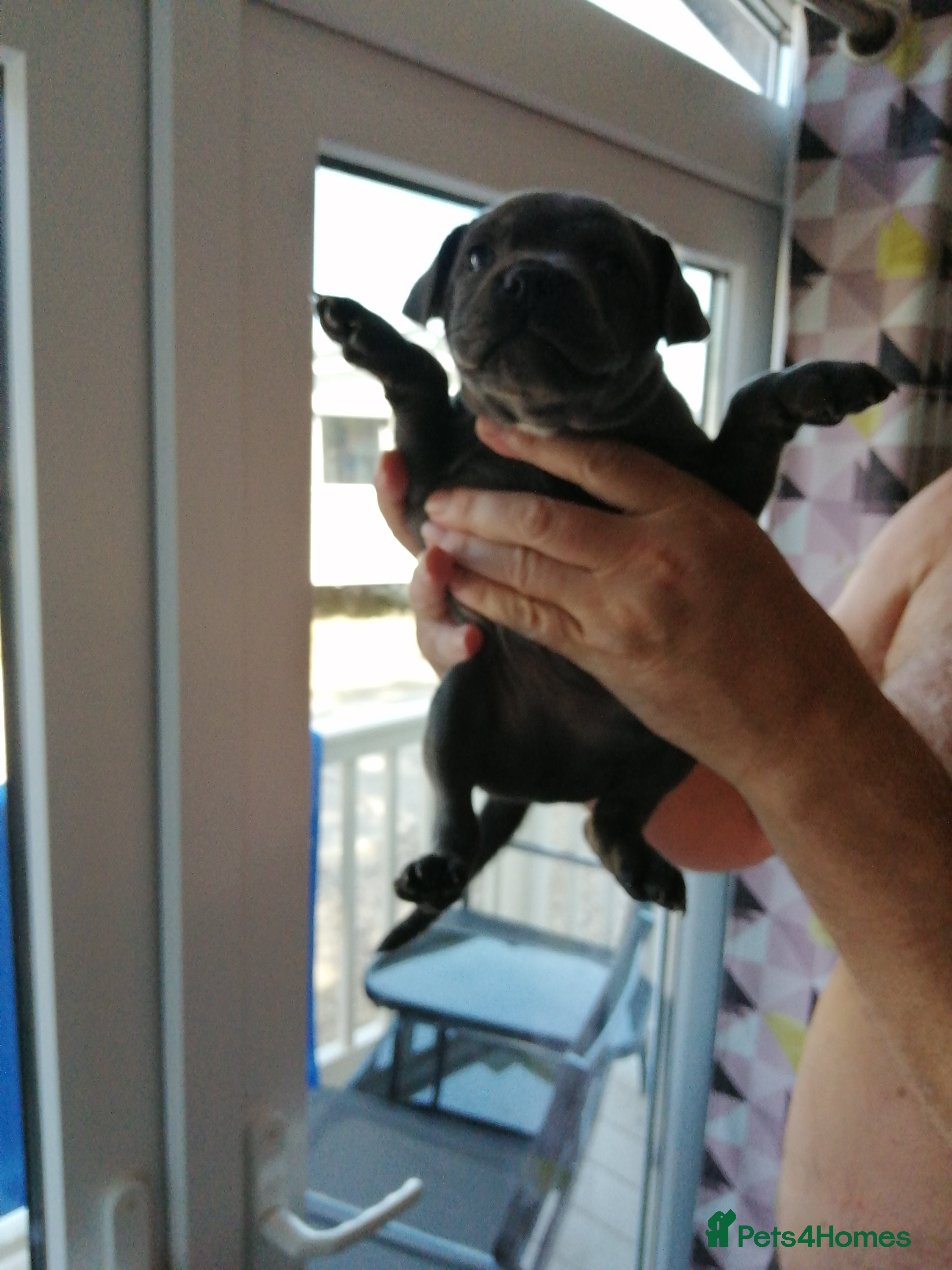 Staffordshire Bull Terrier dogs 3 Blue Staffordshire Bull Terrier males for sale - Advert 6