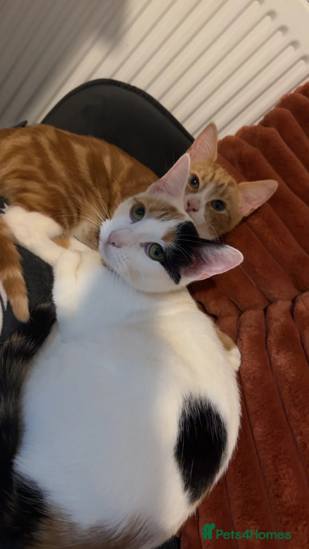 Mixed Breed cats for sale: 2x ginger kittens for sale - Advert 2