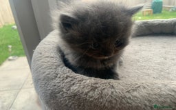 British Longhair cats for sale: Kittens for sale!! in Highbridge - Image 2