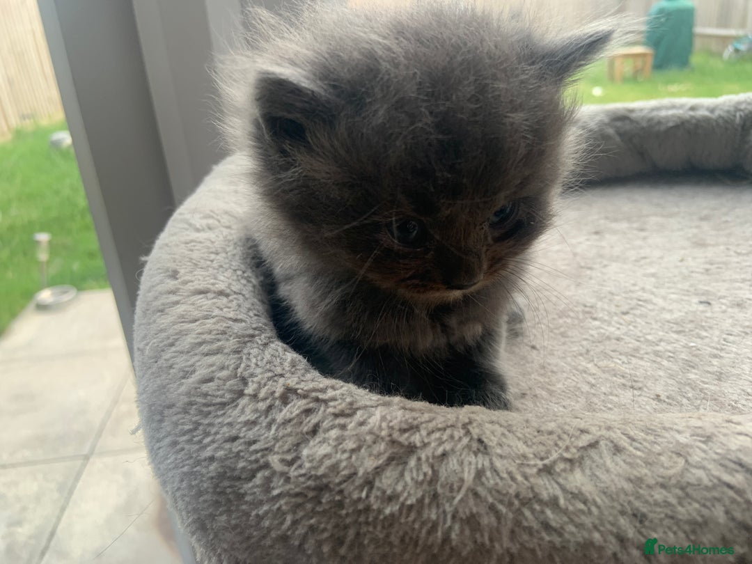 British Longhair cats for sale: Kittens for sale!! in Highbridge - Image 2