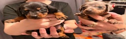 Dachshund dogs for sale: Dachshund puppies  - Advert 19