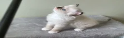 Ragdoll cats for sale: Outstanding TICA reg Ragdoll Male Deep Blue Eyes. - Advert 26