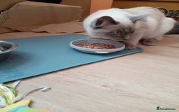Ragdoll cats for sale: Male ragdoll kitten for sale - Image 2