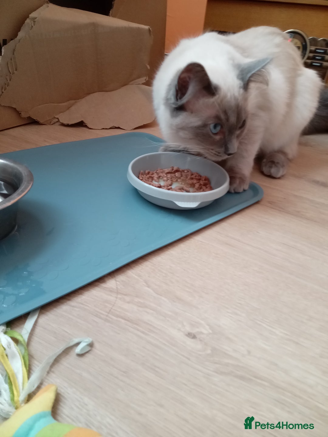 Ragdoll cats for sale: Male ragdoll kitten for sale - Image 2