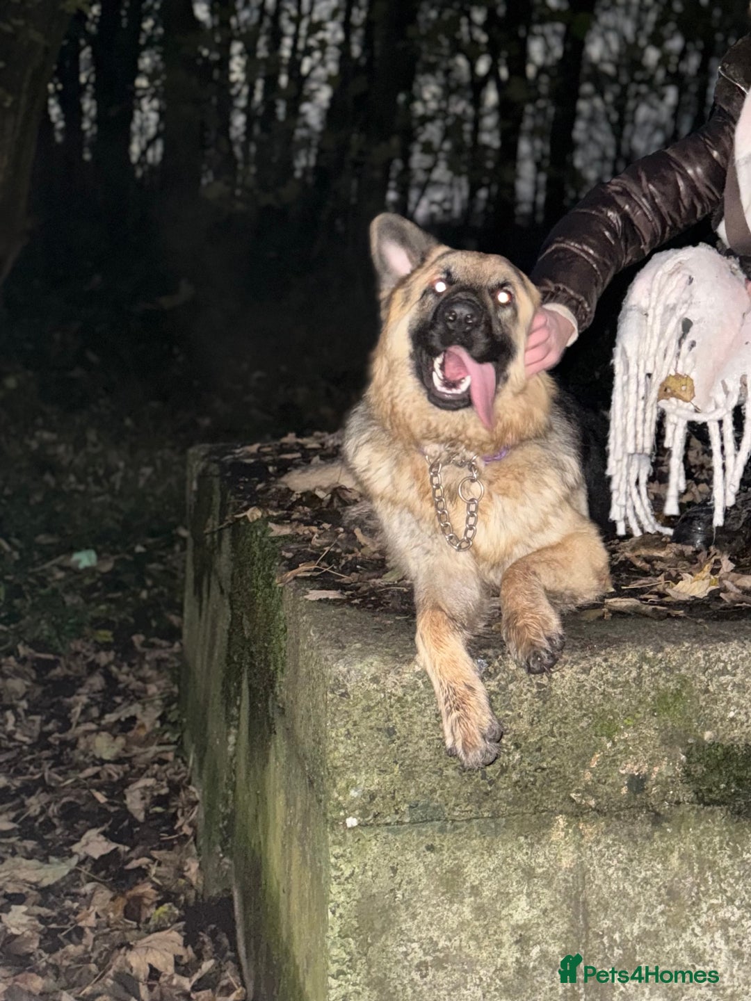 German Shepherd dogs for stud: German Shepherd Stud - Advert 5