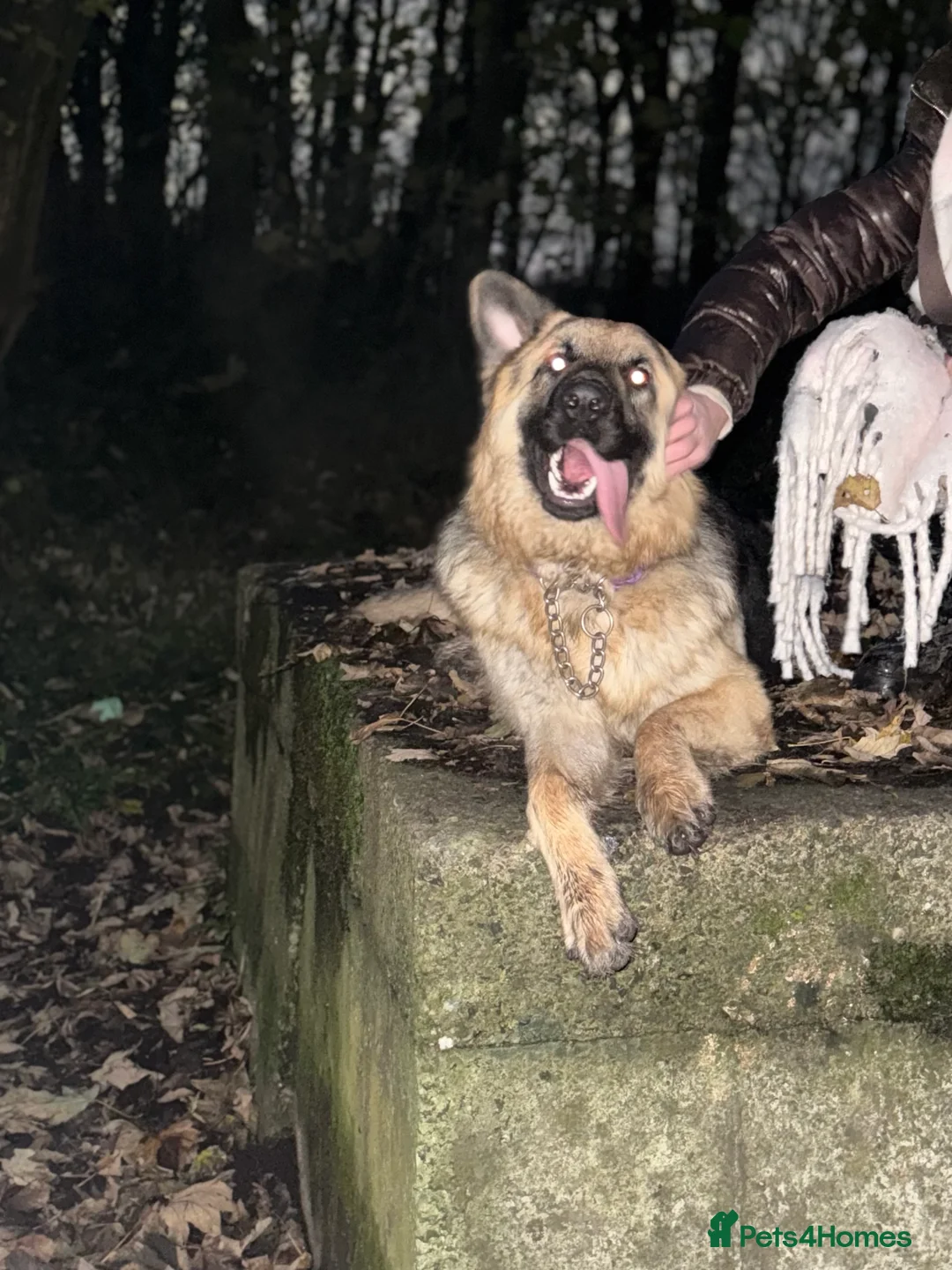 German Shepherd dogs for stud: German Shepherd Stud - Advert 5