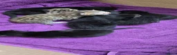 Mixed Breed cats for sale: 7 kittens, Mackerel, ghost marked, blotchy tuxedo - Advert 11