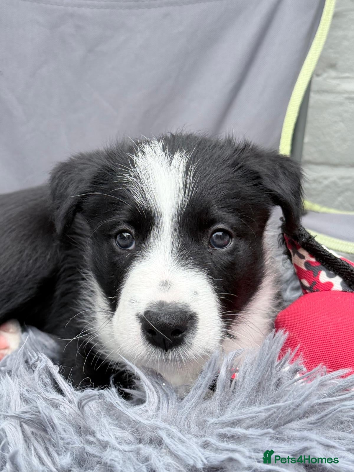 Mixed Breed dogs Bearded Collie x Border Collie Puppies - Advert 16