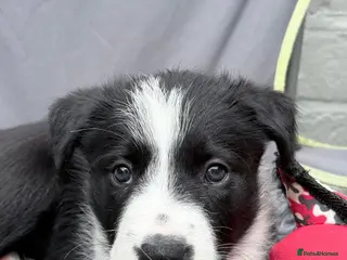 Mixed Breed dogs Bearded Collie x Border Collie Puppies - Advert 16
