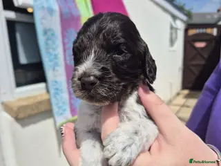 Cockapoo dogs Cockapoo Puppies - Advert 10