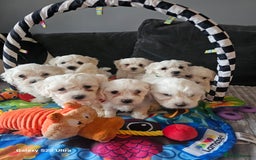 Maltese dogs for sale: Adorable Maltese Puppies for Sale! - Image 1