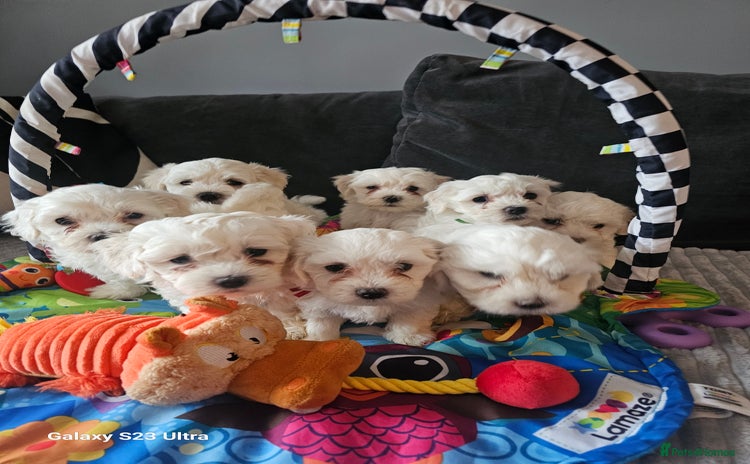 Maltese dogs - Advert 1