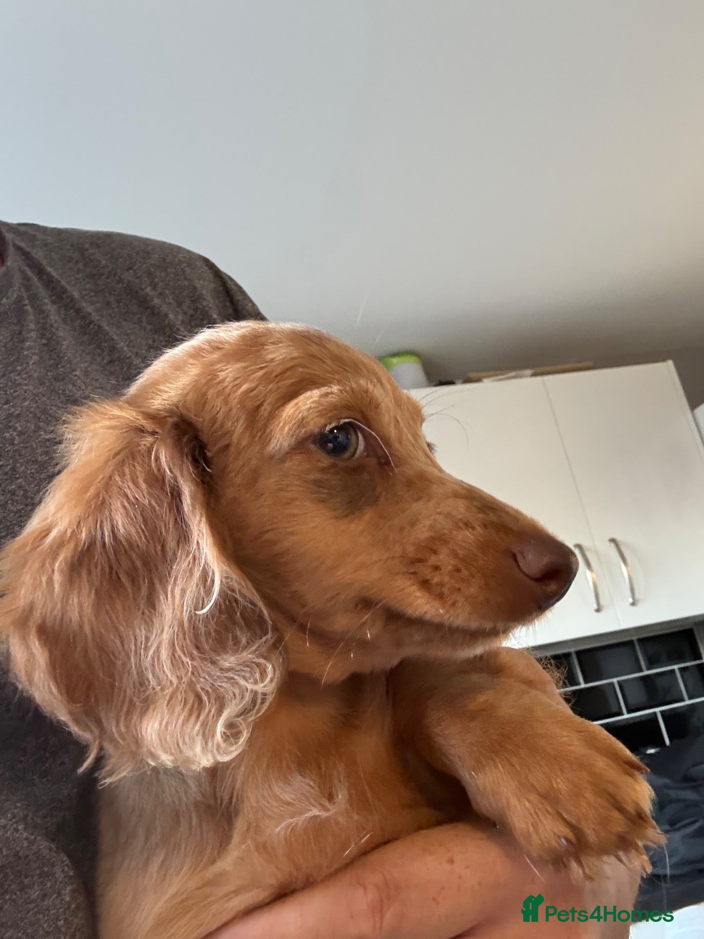 Miniature Dachshund dogs KC REG Long Haired Miniature Dachshunds  - Advert 5