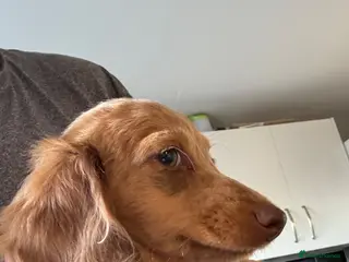 Miniature Dachshund dogs KC REG Long Haired Miniature Dachshunds - Advert 5