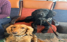 Sprocker dogs for stud: Gorgeous sprocker for stud (free)  - Image 3