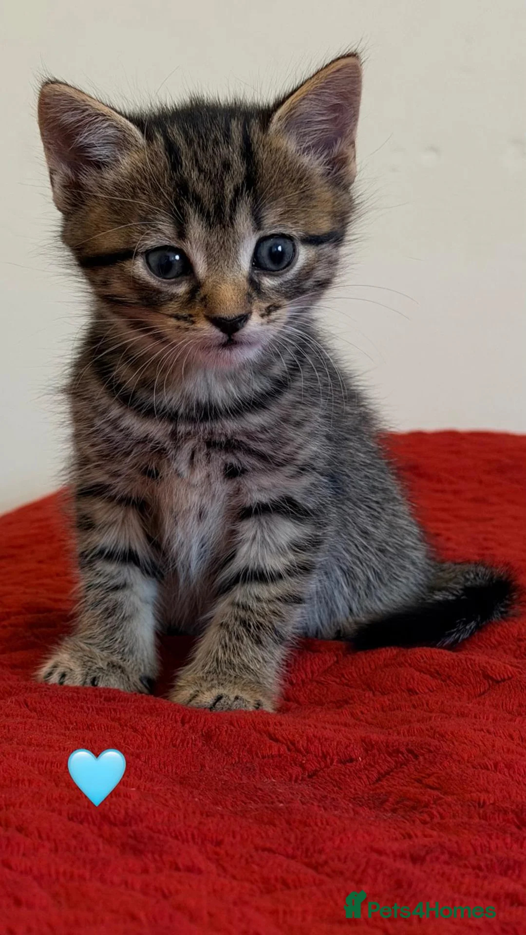 Mixed Breed cats for sale: kittens in Thornton Heath - Advert 1