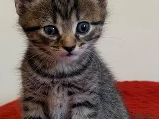 Mixed Breed cats kittens - Advert 1