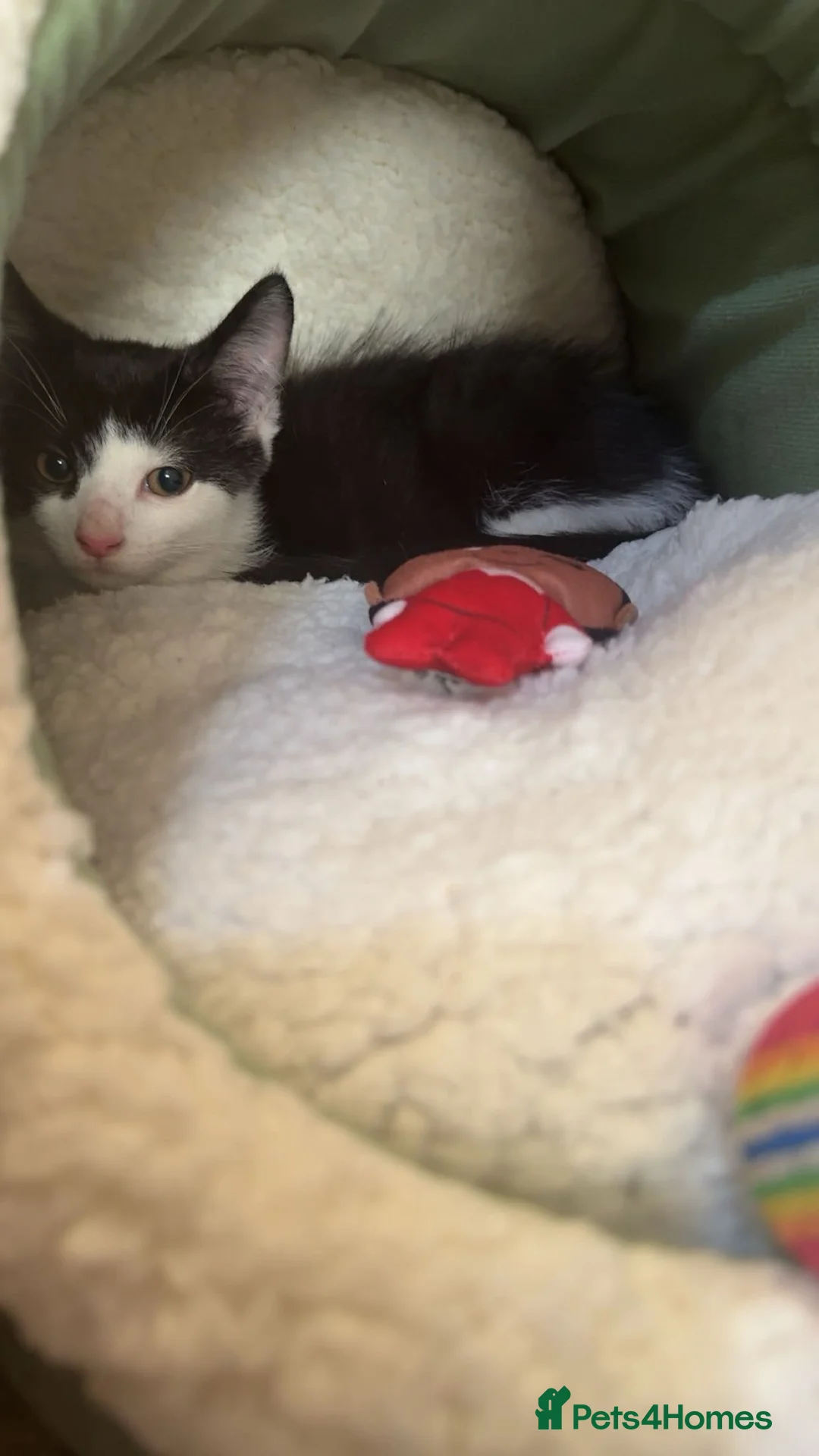 Mixed Breed cats for sale: *17 Week-Old*Male Kitten Looking for a 4Ever Home  - Advert 2
