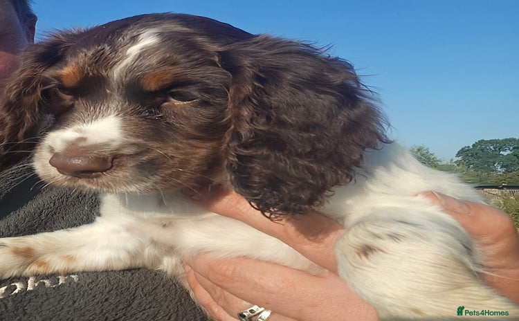 Cocker Spaniel dogs - Advert 4