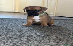 Mixed Breed dogs for sale: Mixed breed puppies  - Image 2