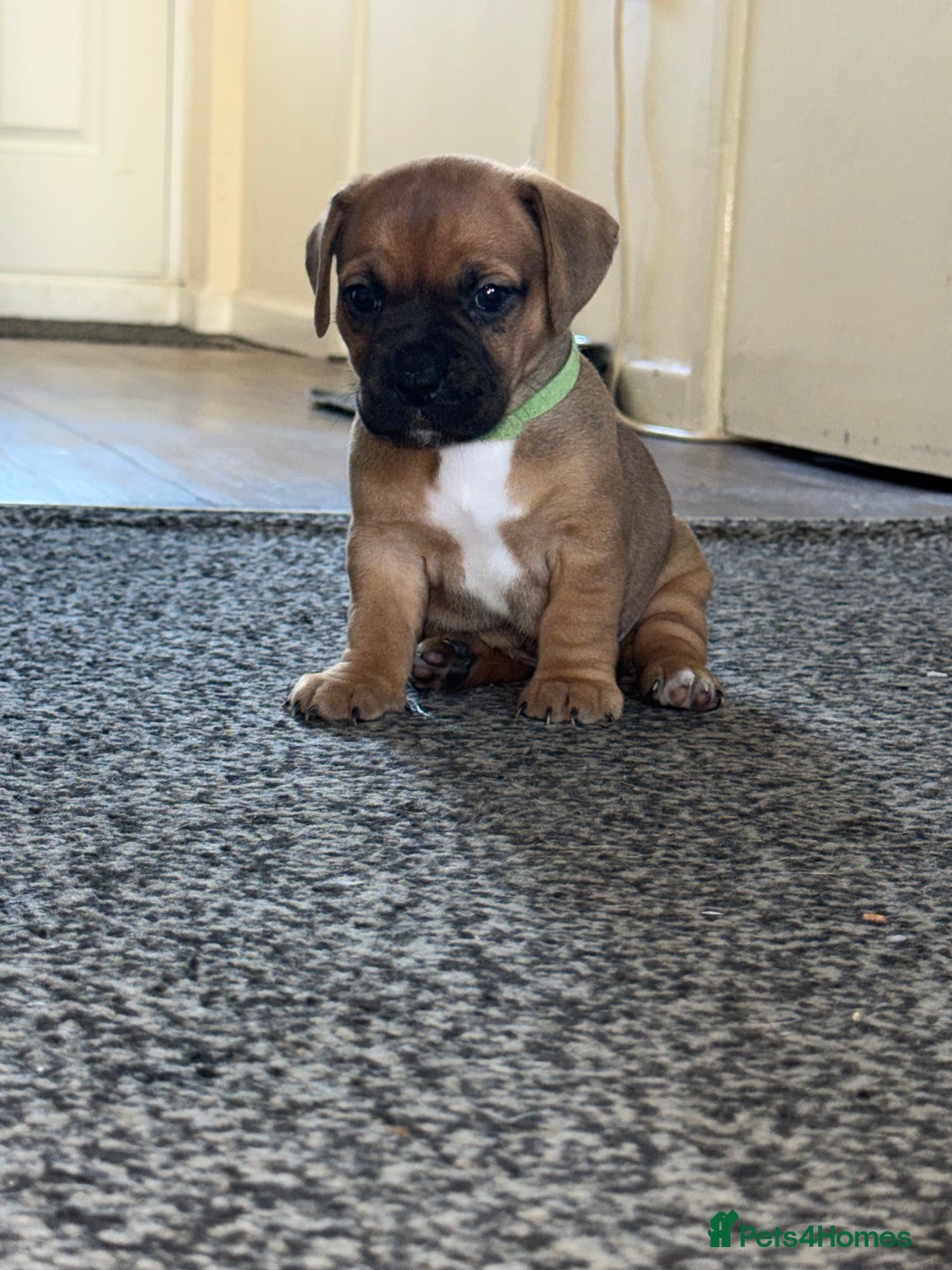 Mixed Breed dogs for sale: Mixed breed puppies  - Image 2