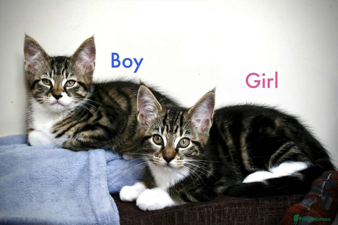 Maine Coon cats for sale: Beautiful Maine Coon Mix  - Image 3