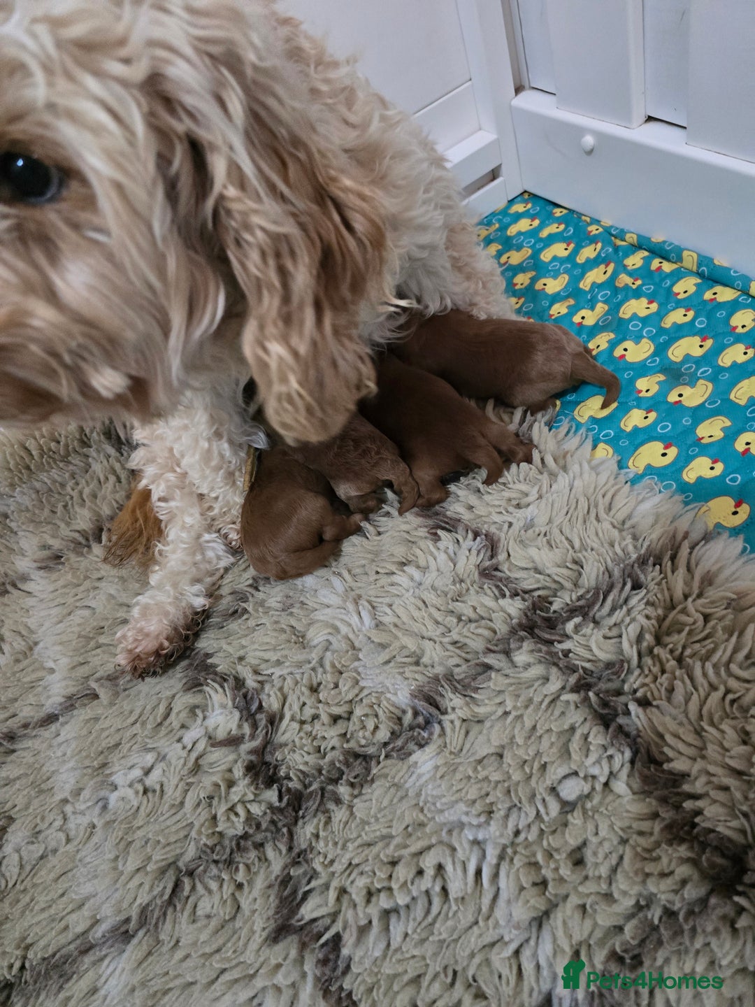 Cockapoo dogs for sale:  Toy cockerpoo health tested licensed Breeder  - Advert 15