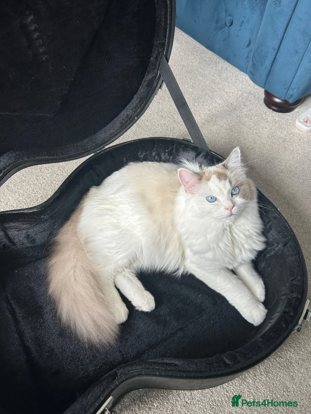Ragdoll cats for sale: Bonded Ragdoll Sisters - Advert 2