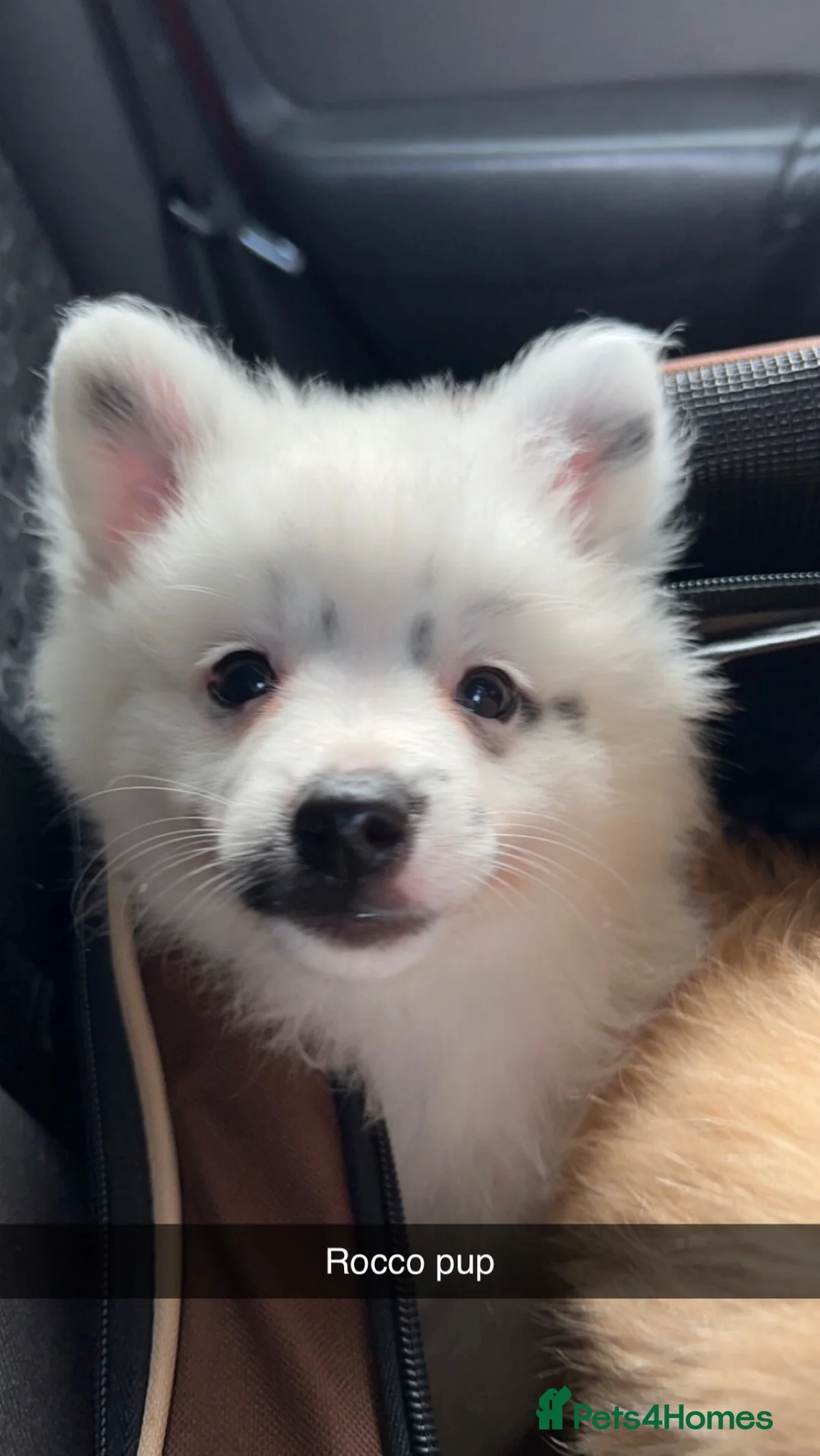 Pomeranian dogs for stud: Pomeranian stud *proven*  in Weston-super-Mare - Advert 9