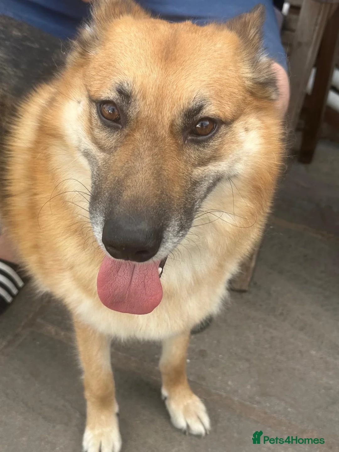 Mixed Breed dogs for adoption: ❤️LEIA❤️-loyal 5 yo GSD ready for true home - Advert 8