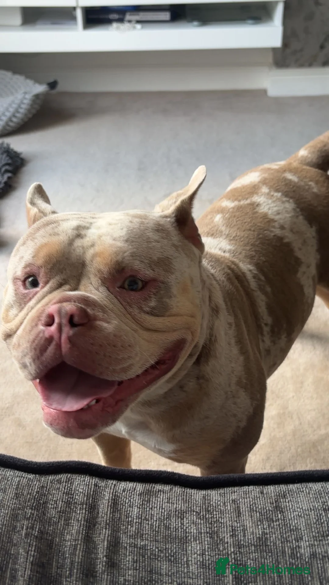 American Bully dogs for sale: Merle micro pocket bully  - Advert 3