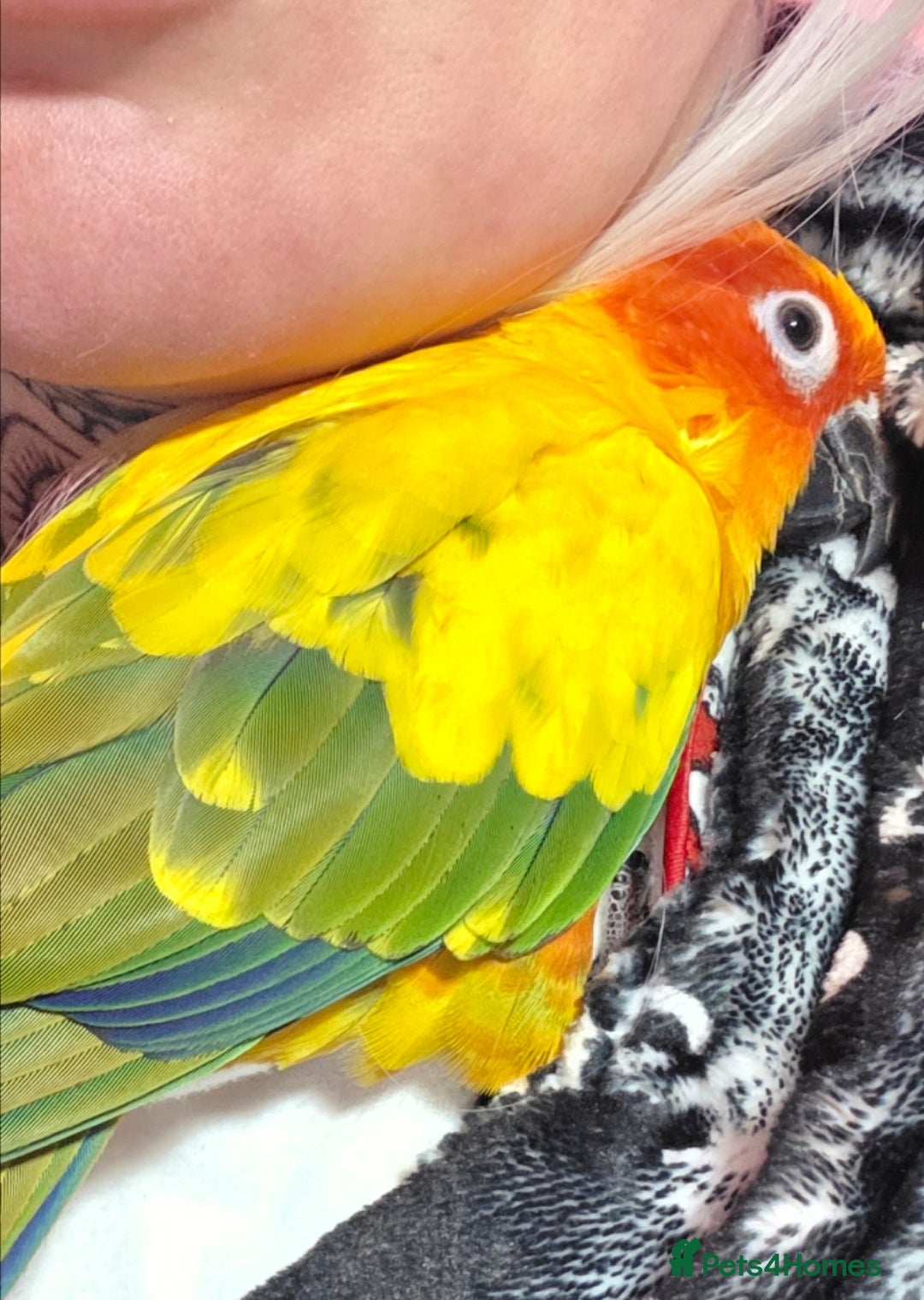 Conures birds for sale: SUPER TAME female sun conure beautiful  - Advert 3