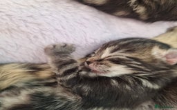 Ragdoll cats for sale: Boy and girl tabby X Ragdoll - Image 4