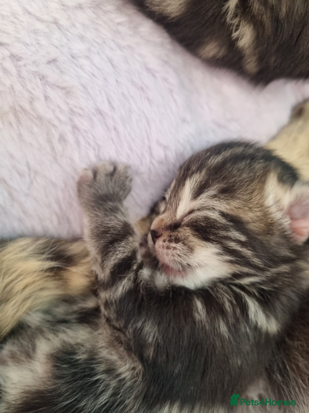 Ragdoll cats for sale: Boy and girl tabby X Ragdoll - Image 4