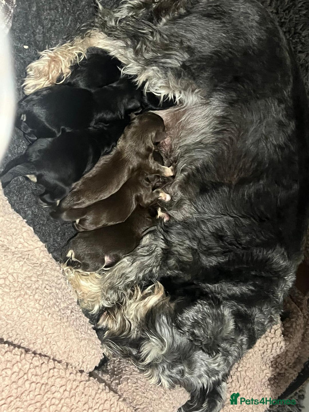 Miniature Schnauzer dogs for sale: Gorgeous KC Reg Health Tested, Mini Schnauzer Pups - Advert 9