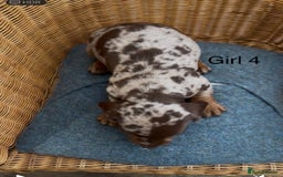 Dachshund dogs for sale: Gorgeous mini dachshund puppies!! - Image 11
