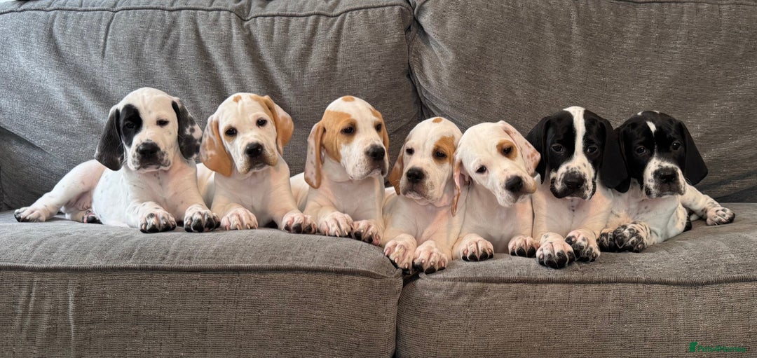 Pointer dogs for sale: Top Quality well bred pointer puppies - Image 1