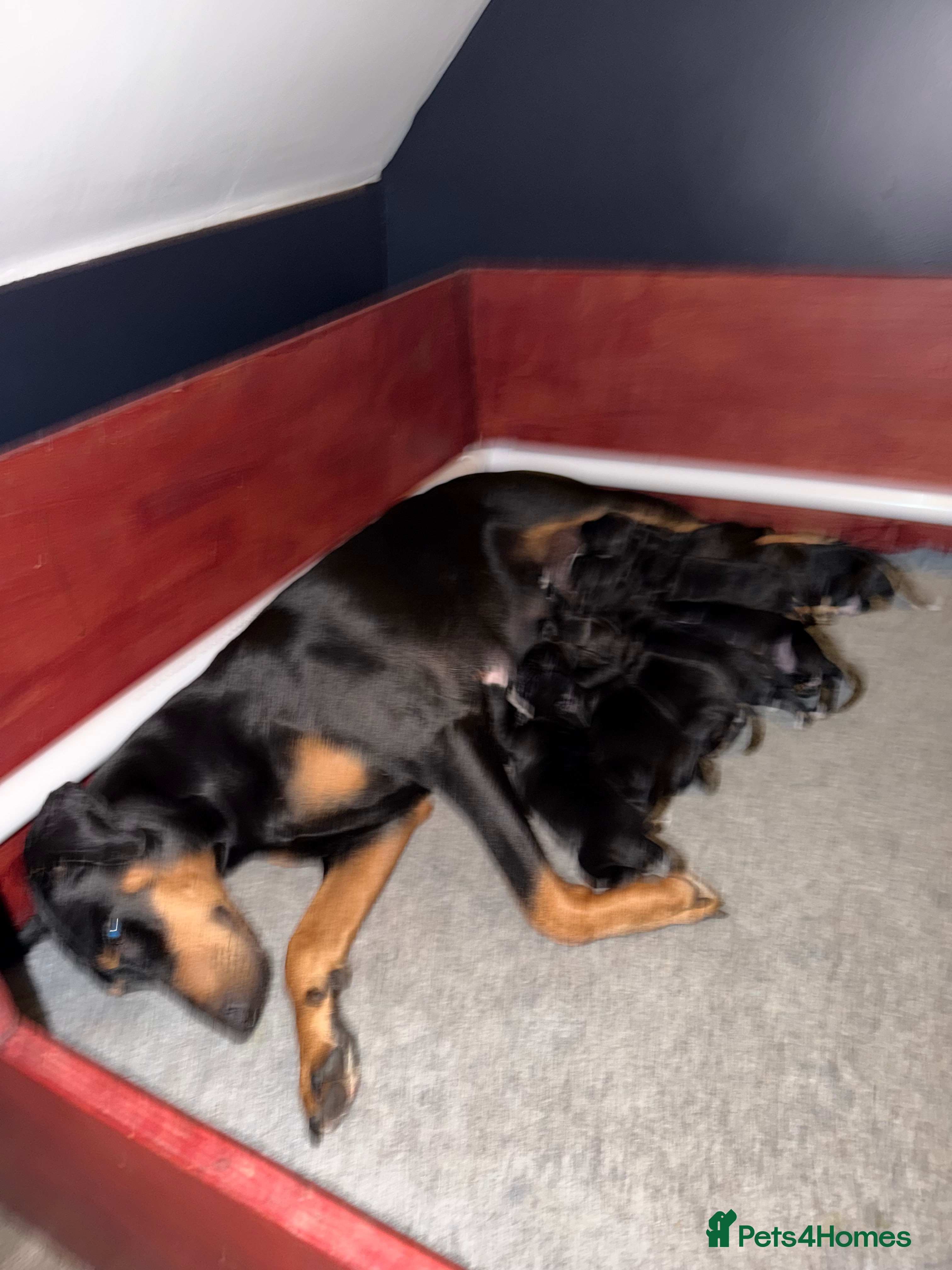 Mixed Breed dogs Doberman x spaniel puppies  in Seaham - Advert 1