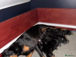 Mixed Breed dogs Doberman x spaniel puppies in Seaham - Advert 1