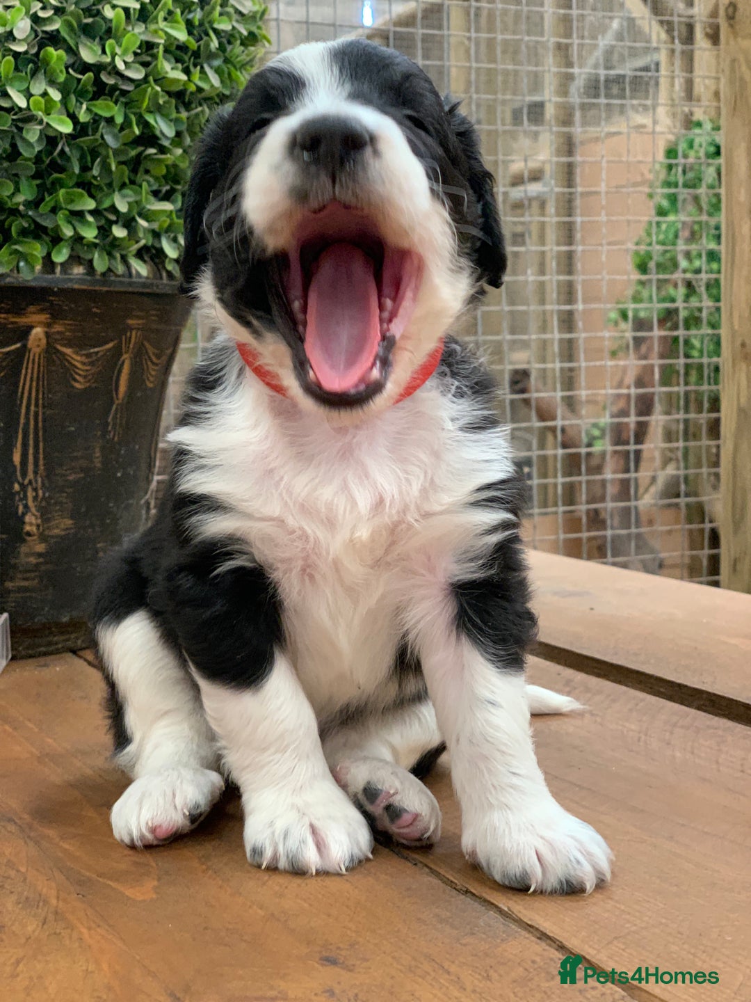 Bernedoodle dogs for sale: Midi Medium Bernedoodle Puppies  - Image 13